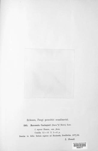 Drepanopeziza populi-albae image